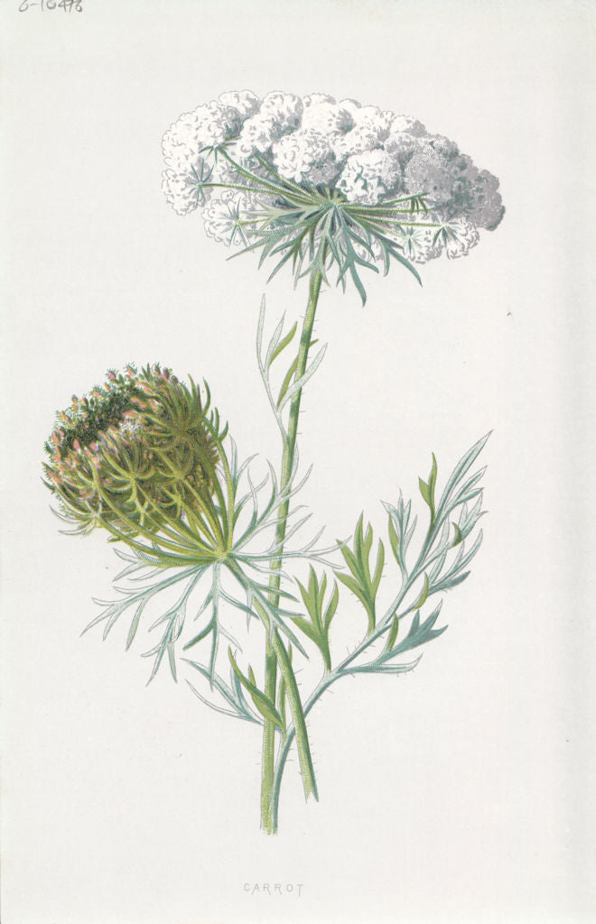 FLOWERS. Carrot c1895 old antique vintage print picture